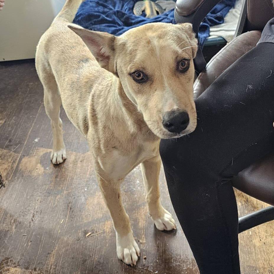 Enlarge Howie 030501A, a Adoptable mixed breed in Amory, MS image 2/4