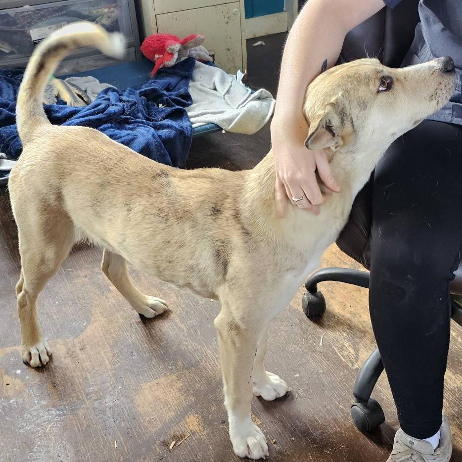 Enlarge Howie 030501A, a Adoptable mixed breed in Amory, MS image 3/4