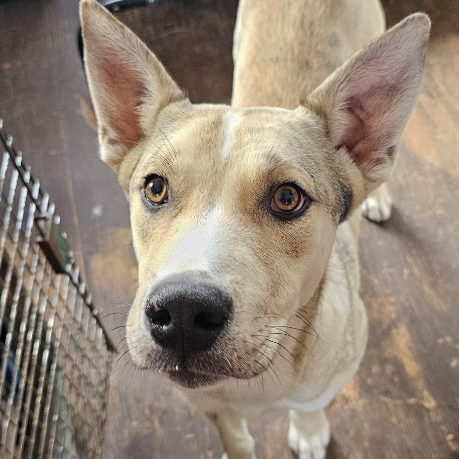 Enlarge Howie 030501A, a Adoptable mixed breed in Amory, MS image 4/4