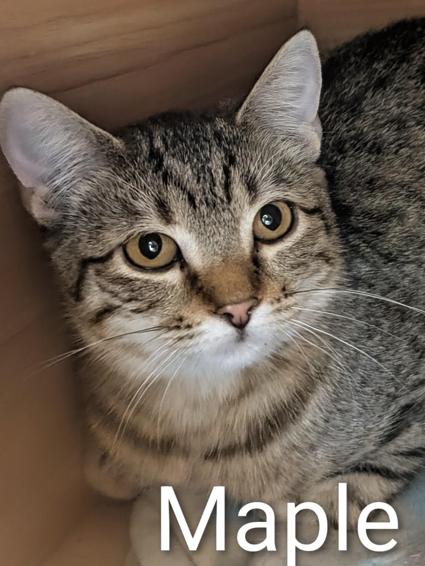 Maple, Adoptable, Young Female Domestic Short Hair.