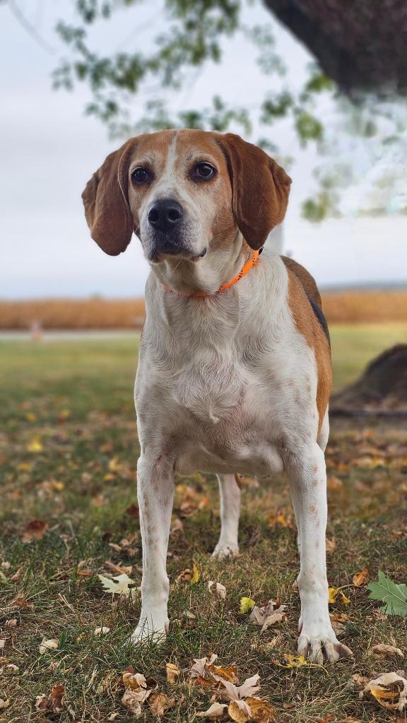 Lenny, Adoptable, Senior Male Treeing Walker Coonhound.