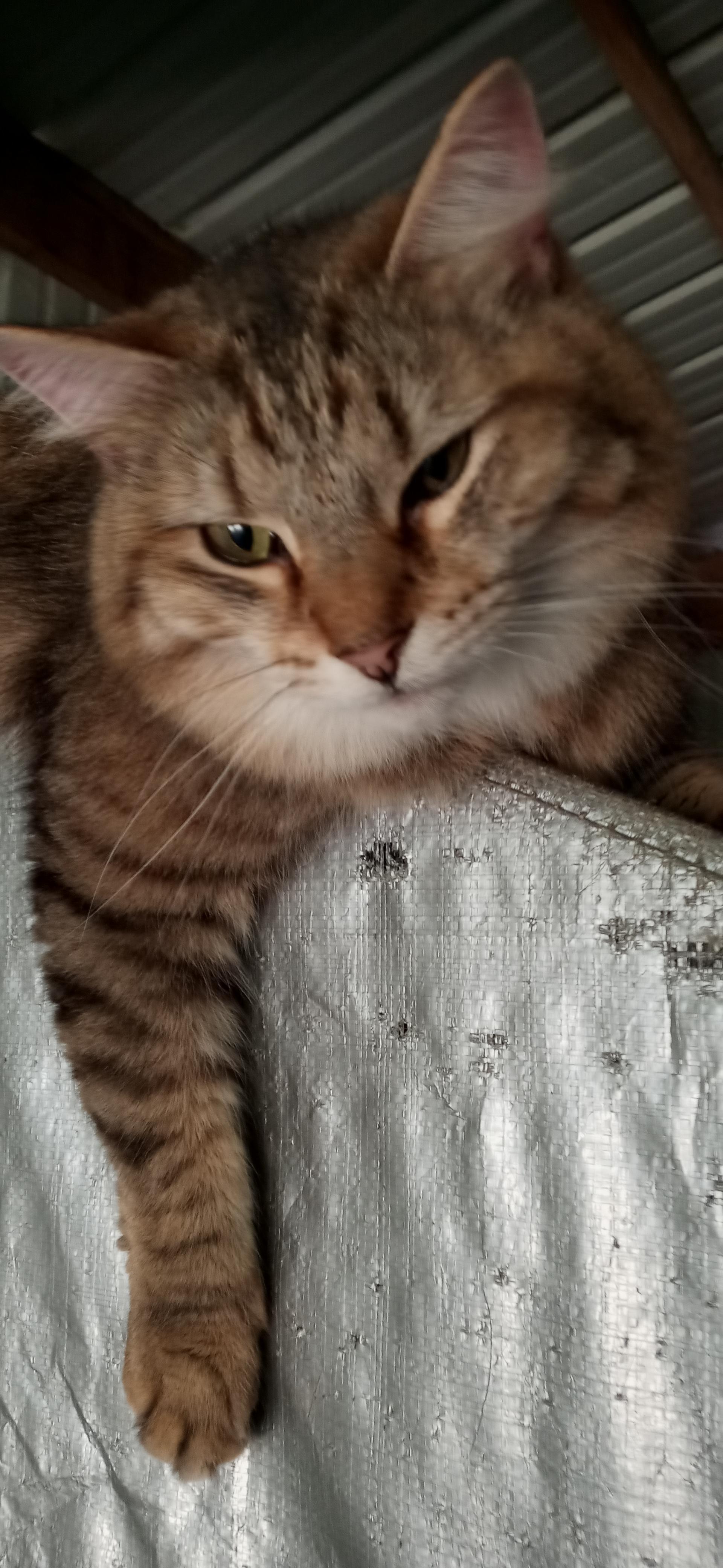 Judah, Adoptable, Adult Male Domestic Medium Hair & Tabby.