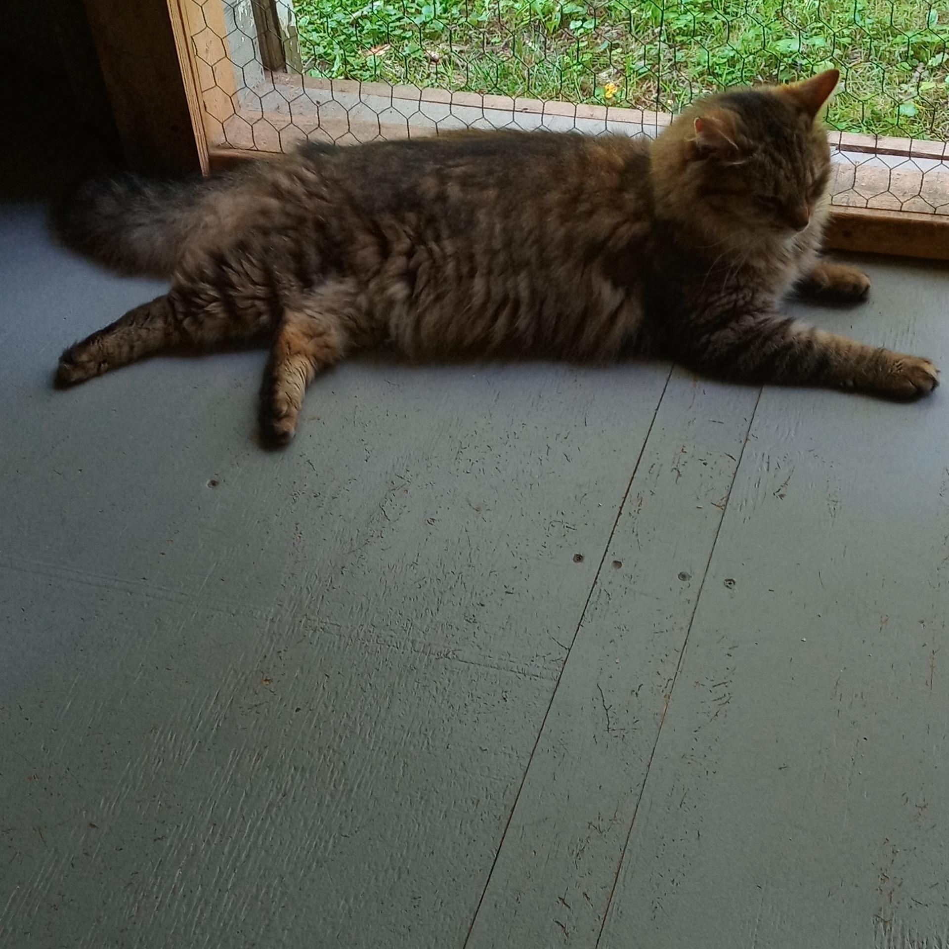 Enlarge Judah, a Adoptable mixed breed in Laurelville, OH image 4/5