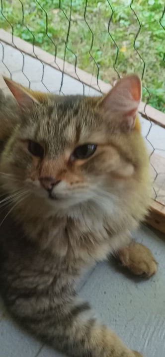 Enlarge Judah, a Adoptable mixed breed in Laurelville, OH video 5/5