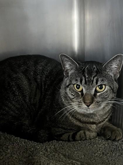 Enlarge JIMMY JOHNS, a Adoptable mixed breed in Fernandina Beach, FL image 2/2