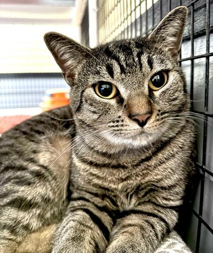 Enlarge JIMMY JOHNS, a Adoptable mixed breed in Fernandina Beach, FL image 1/2