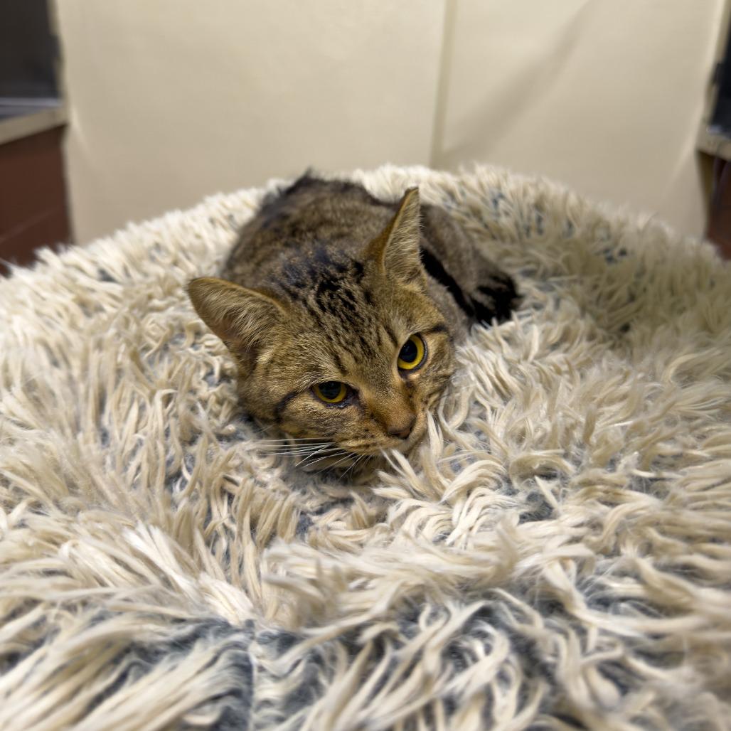 Harriet, Adoptable, Adult Female Domestic Short Hair.