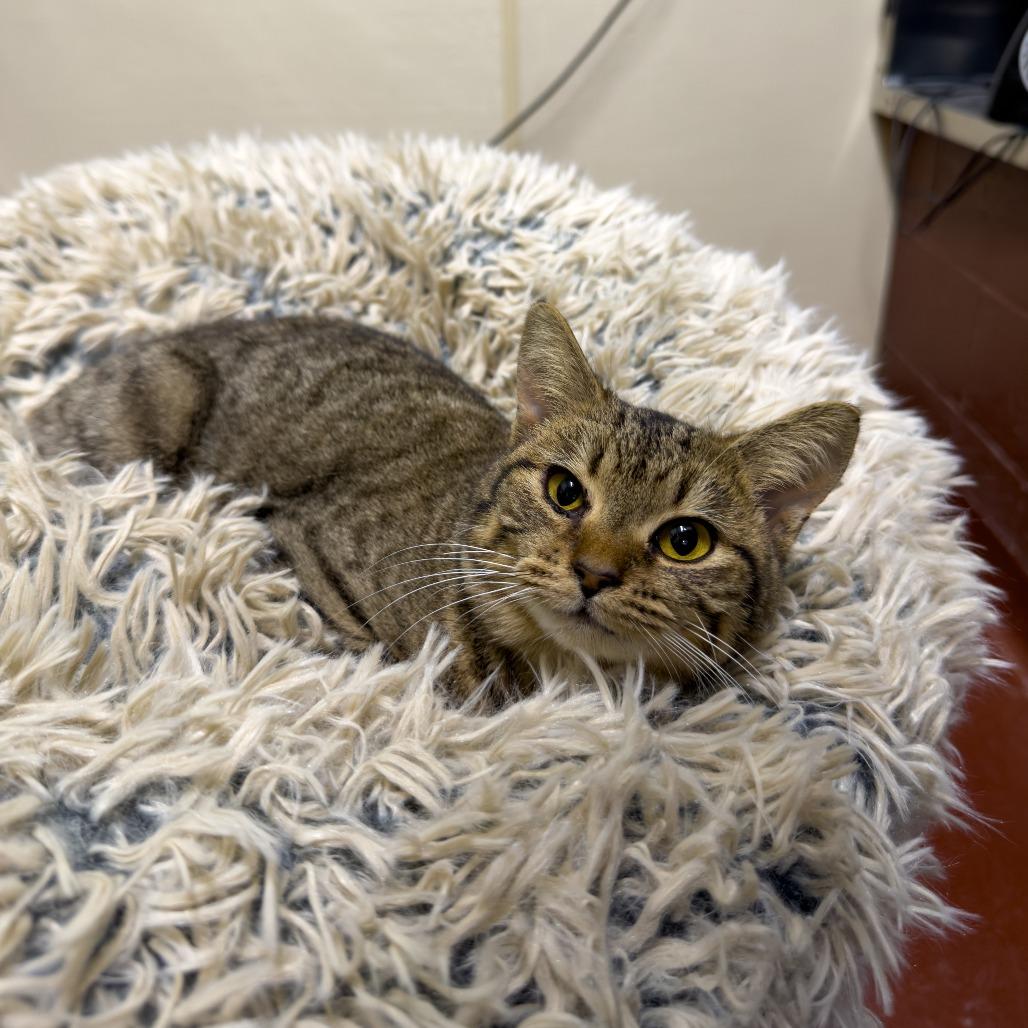 Enlarge Harriet, a Adoptable Domestic Short Hair in Gainesville, GA image 2/3