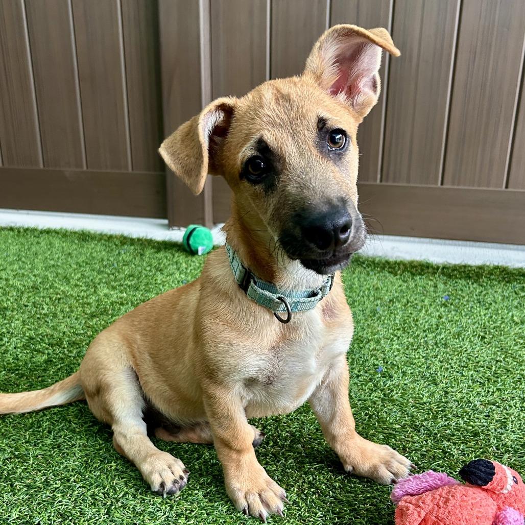 Snowcone, Adoptable, Puppy Male Mixed Breed.