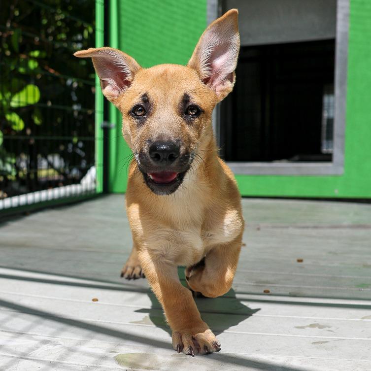 Snowcone, a Adoptable Mixed Breed in Bradenton, FL image 2/2
