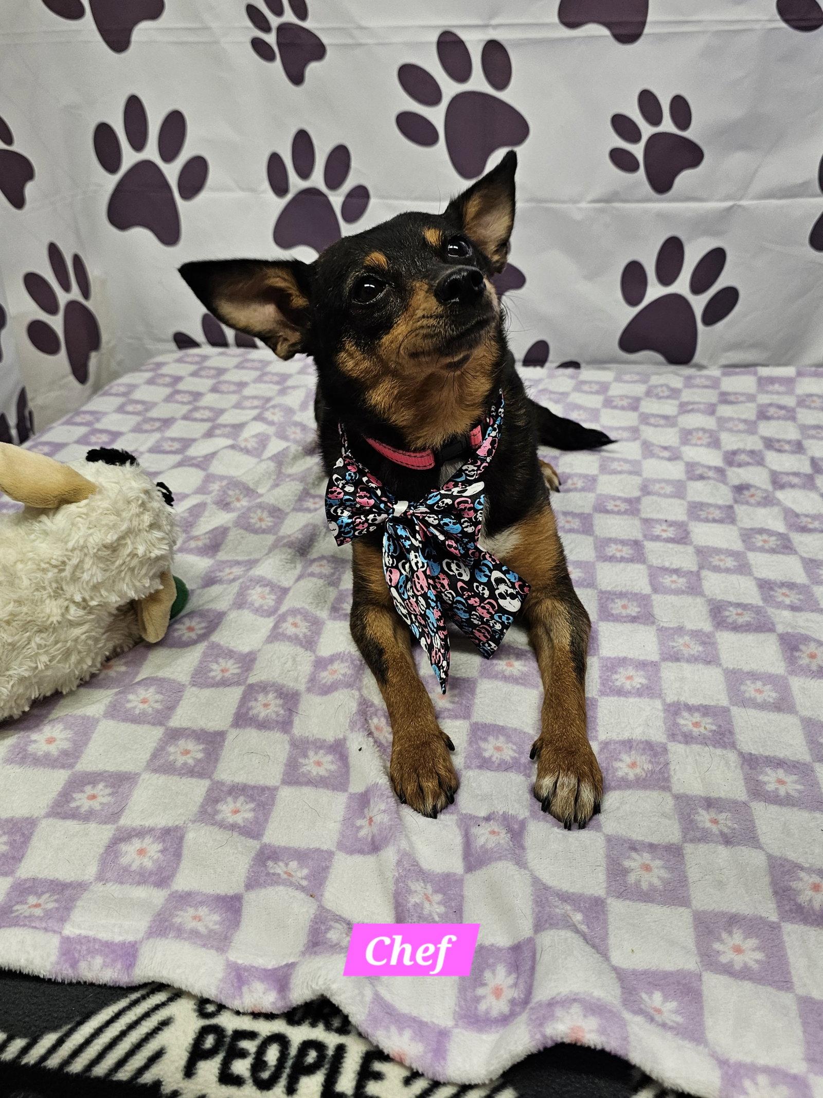 Chef, Adoptable, Adult Female Rat Terrier.