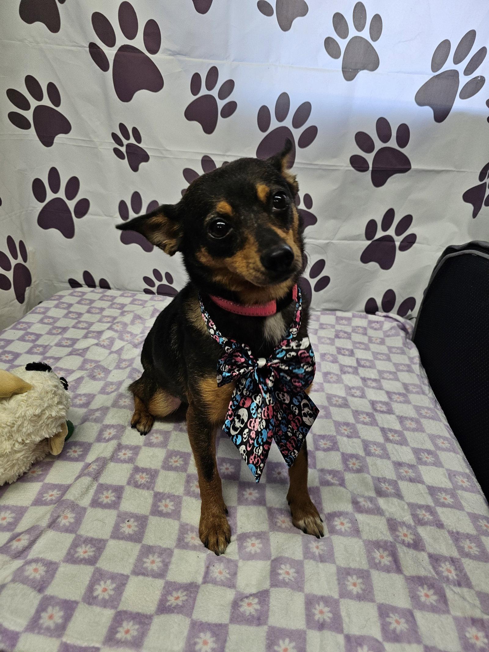 Enlarge Chef, a Adoptable Rat Terrier in Metairie, LA image 2/2
