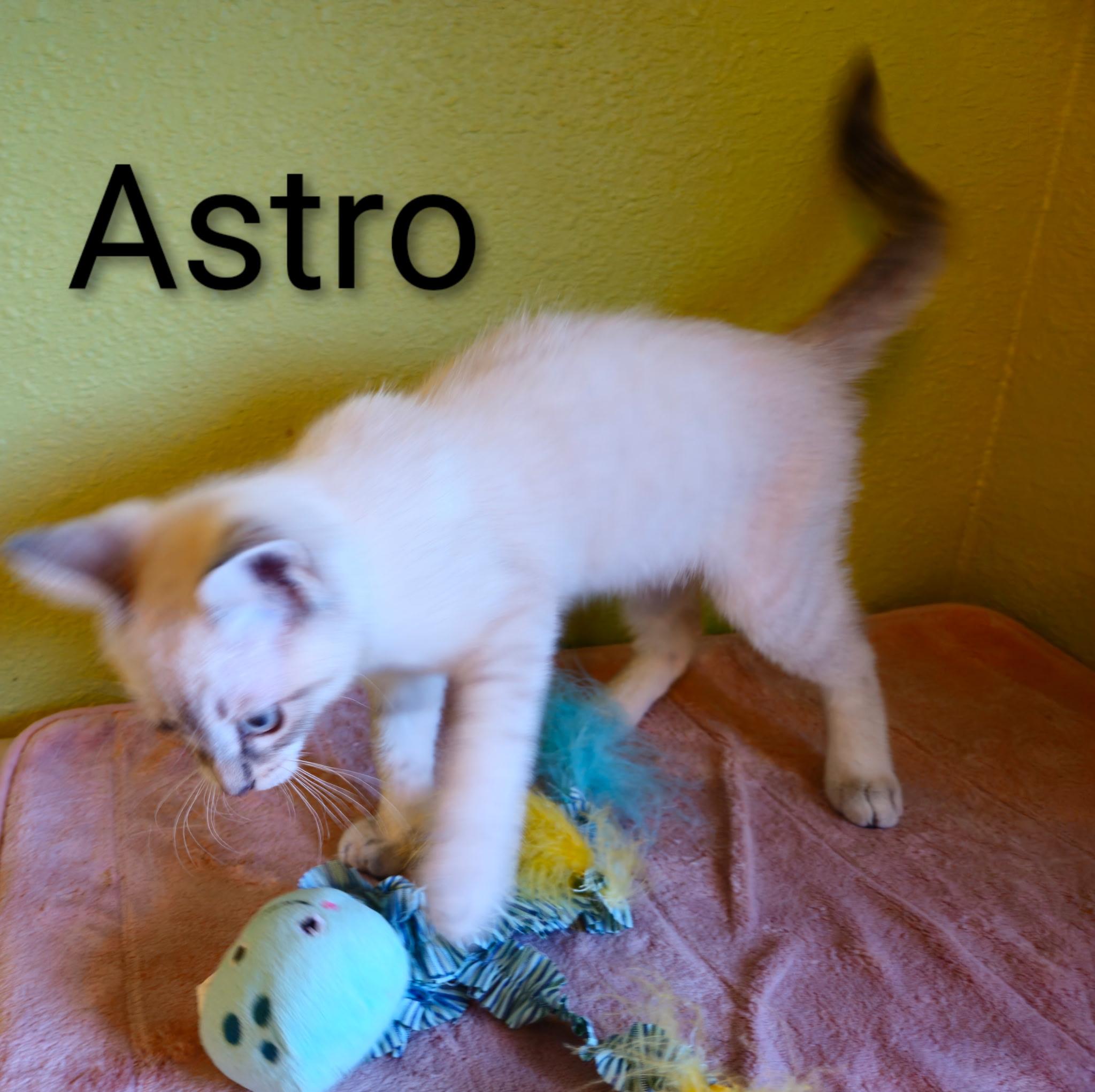 Astro - North Conroe Petsmart