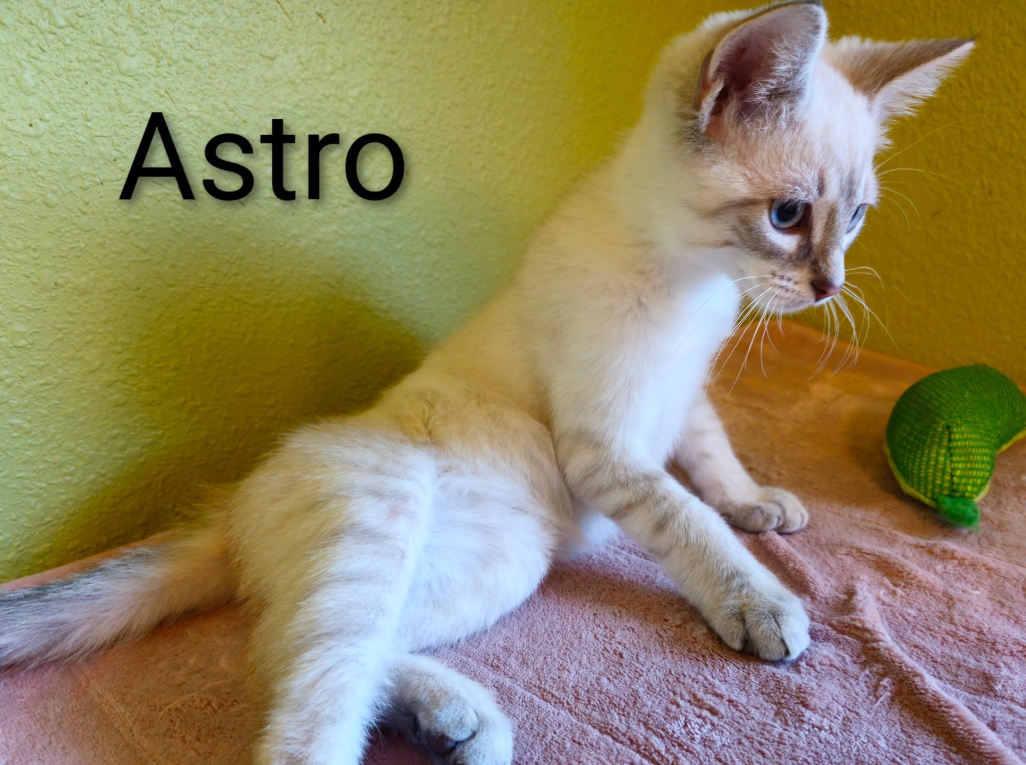 Astro - North Conroe Petsmart