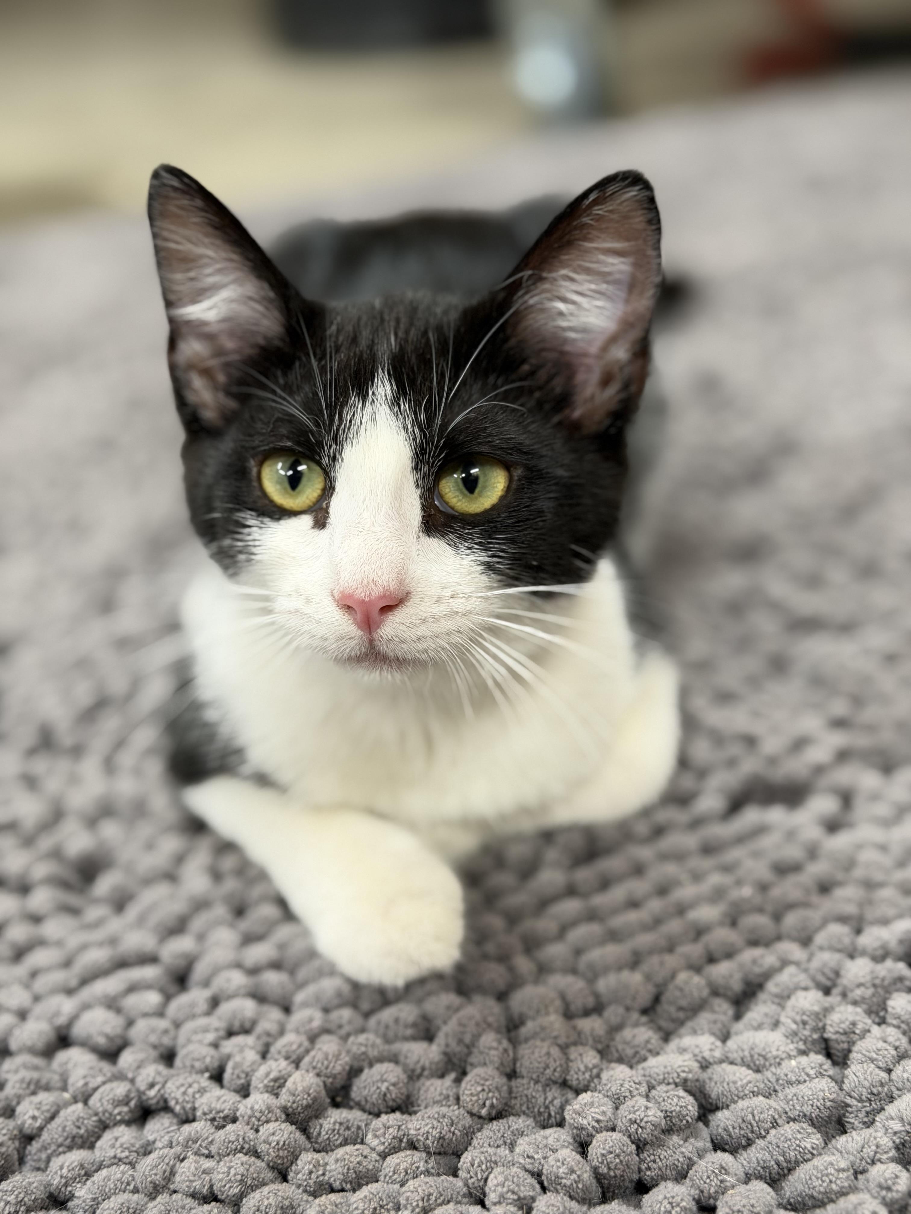 Diana, Adoptable, Kitten Female Domestic Short Hair.
