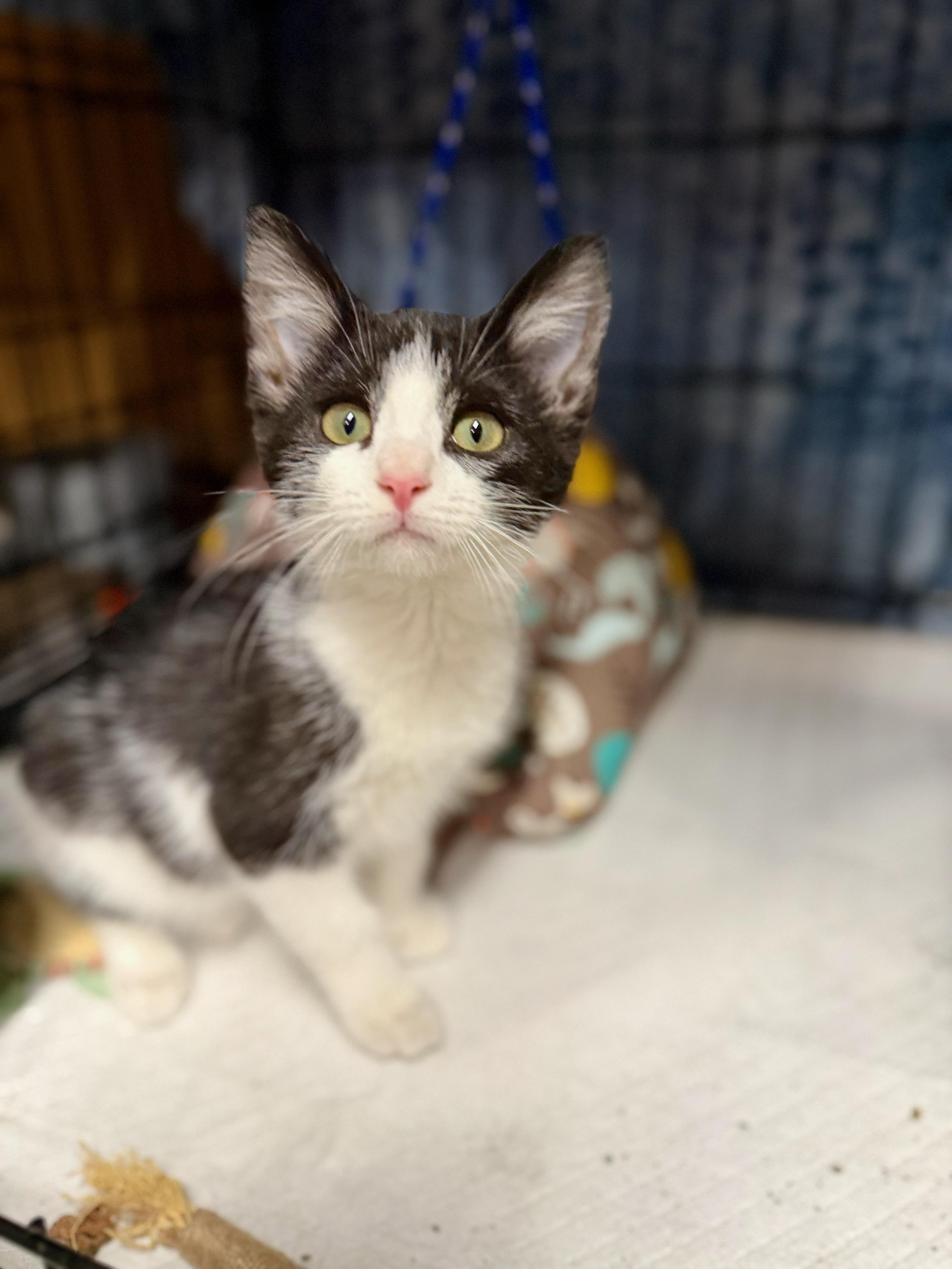Enlarge Diana, a Adoptable Domestic Short Hair in Reeseville, WI image 3/5