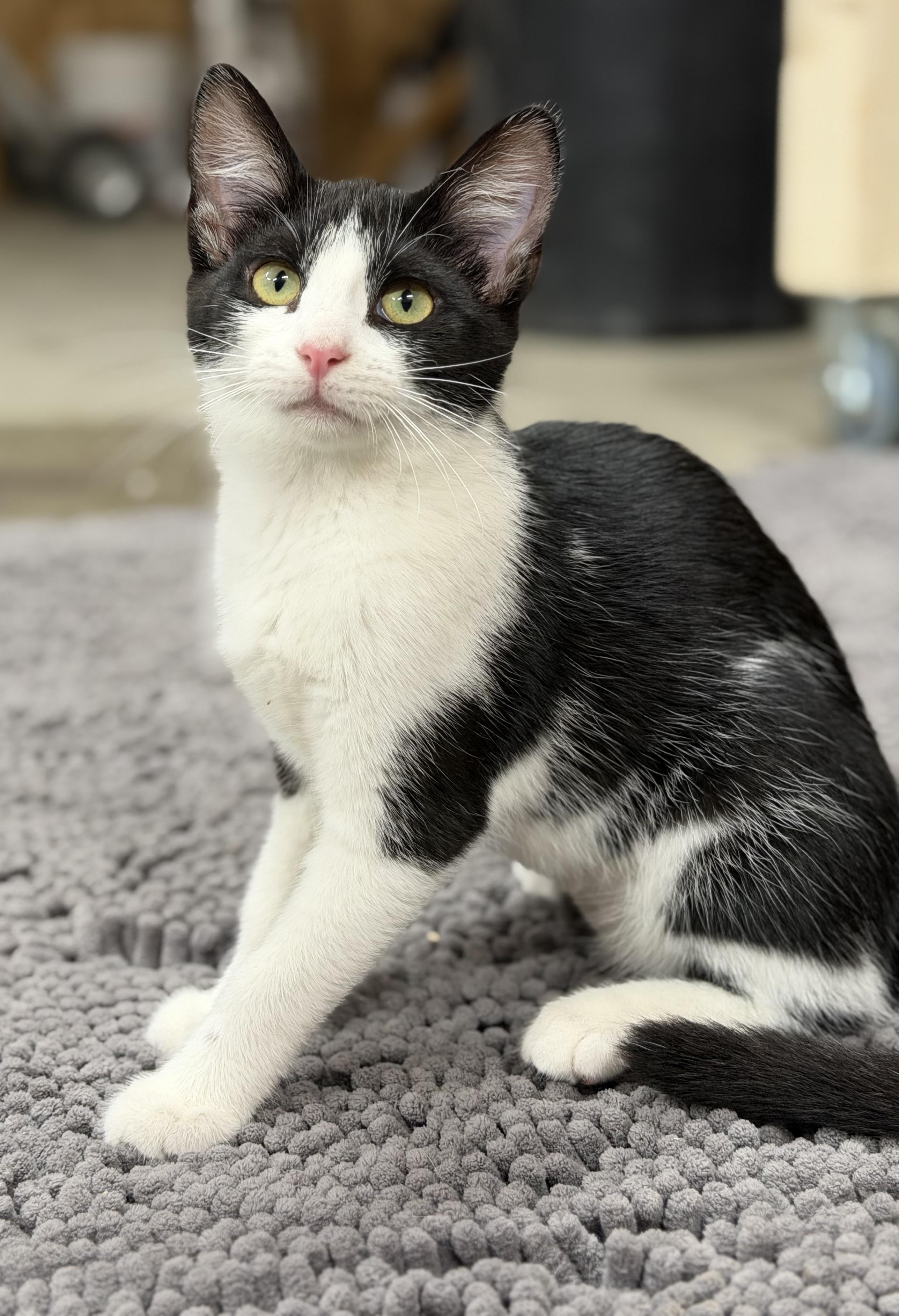 Enlarge Diana, a Adoptable Domestic Short Hair in Reeseville, WI image 4/5