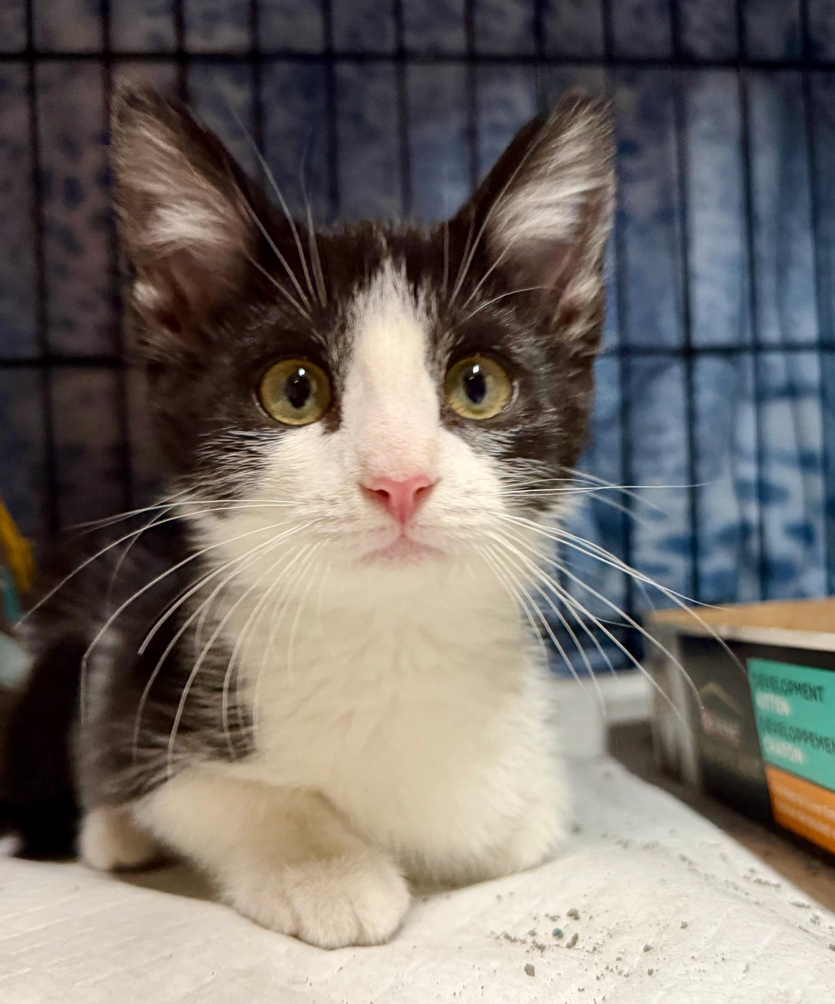 Enlarge Diana, a Adoptable Domestic Short Hair in Reeseville, WI image 2/5