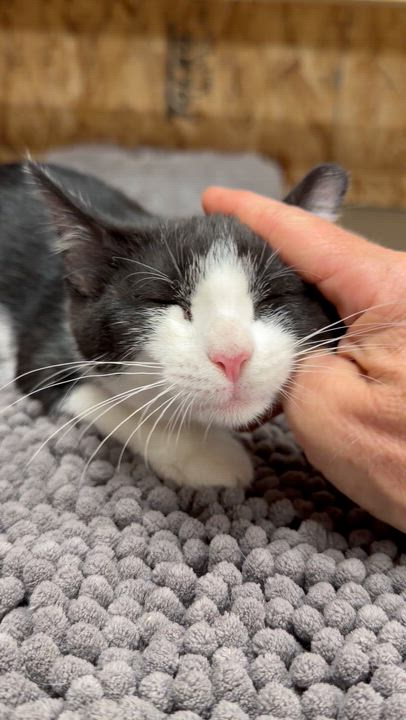 Enlarge Diana, a Adoptable Domestic Short Hair in Reeseville, WI video 5/5