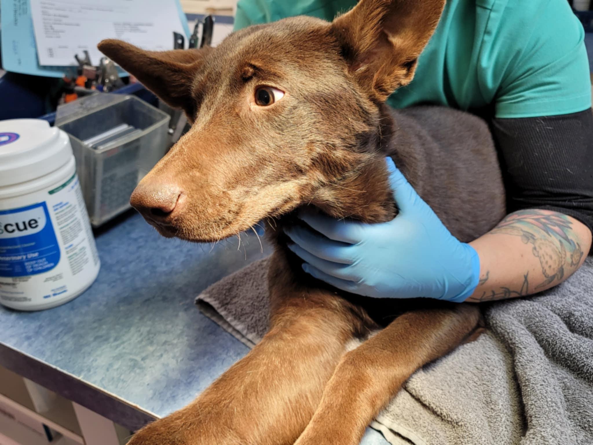 Enlarge Harris Teeters, a Adopted mixed breed in Enoree, SC image 2/6