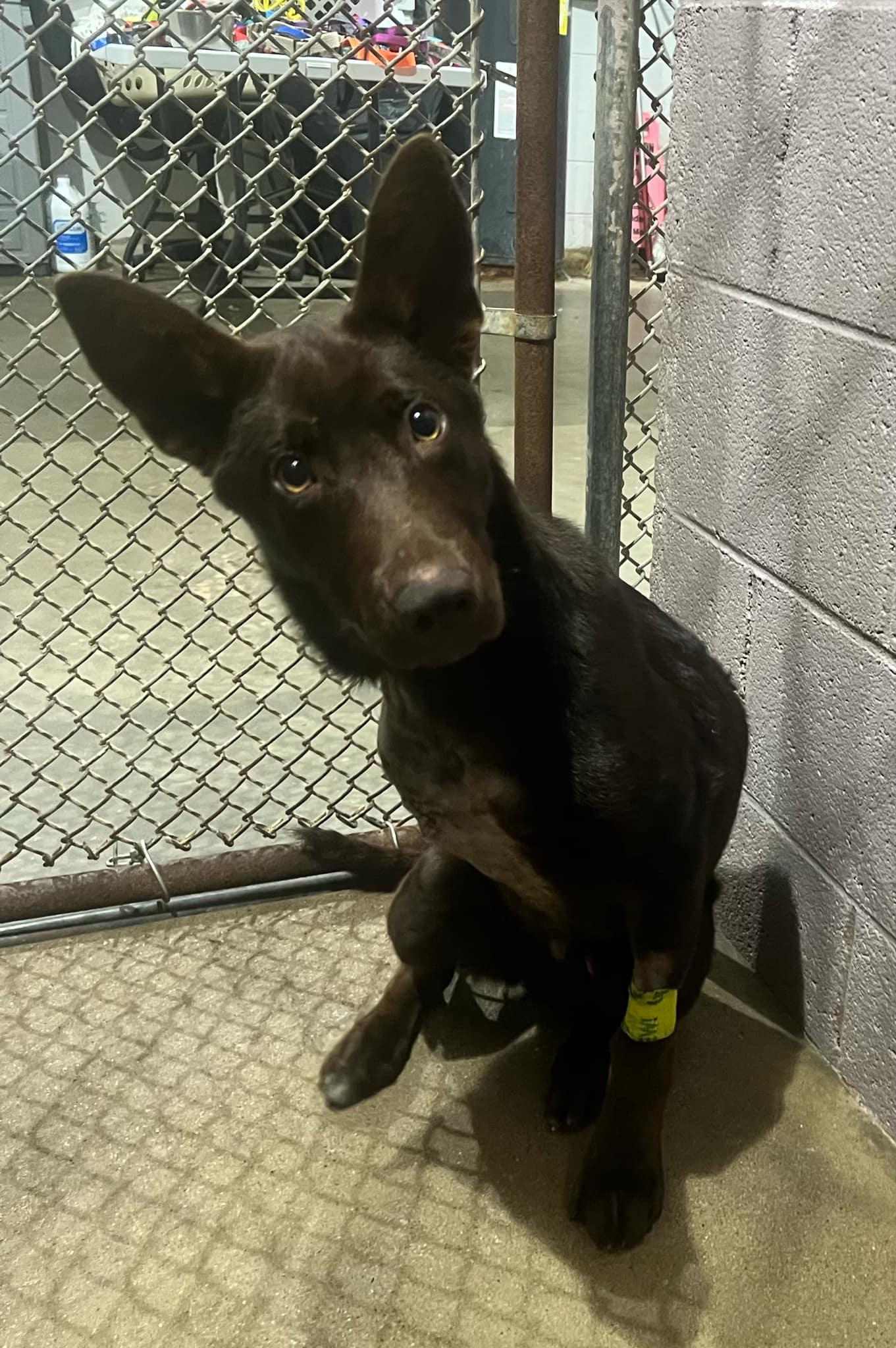 Enlarge Harris Teeters, a Adopted mixed breed in Enoree, SC image 3/6