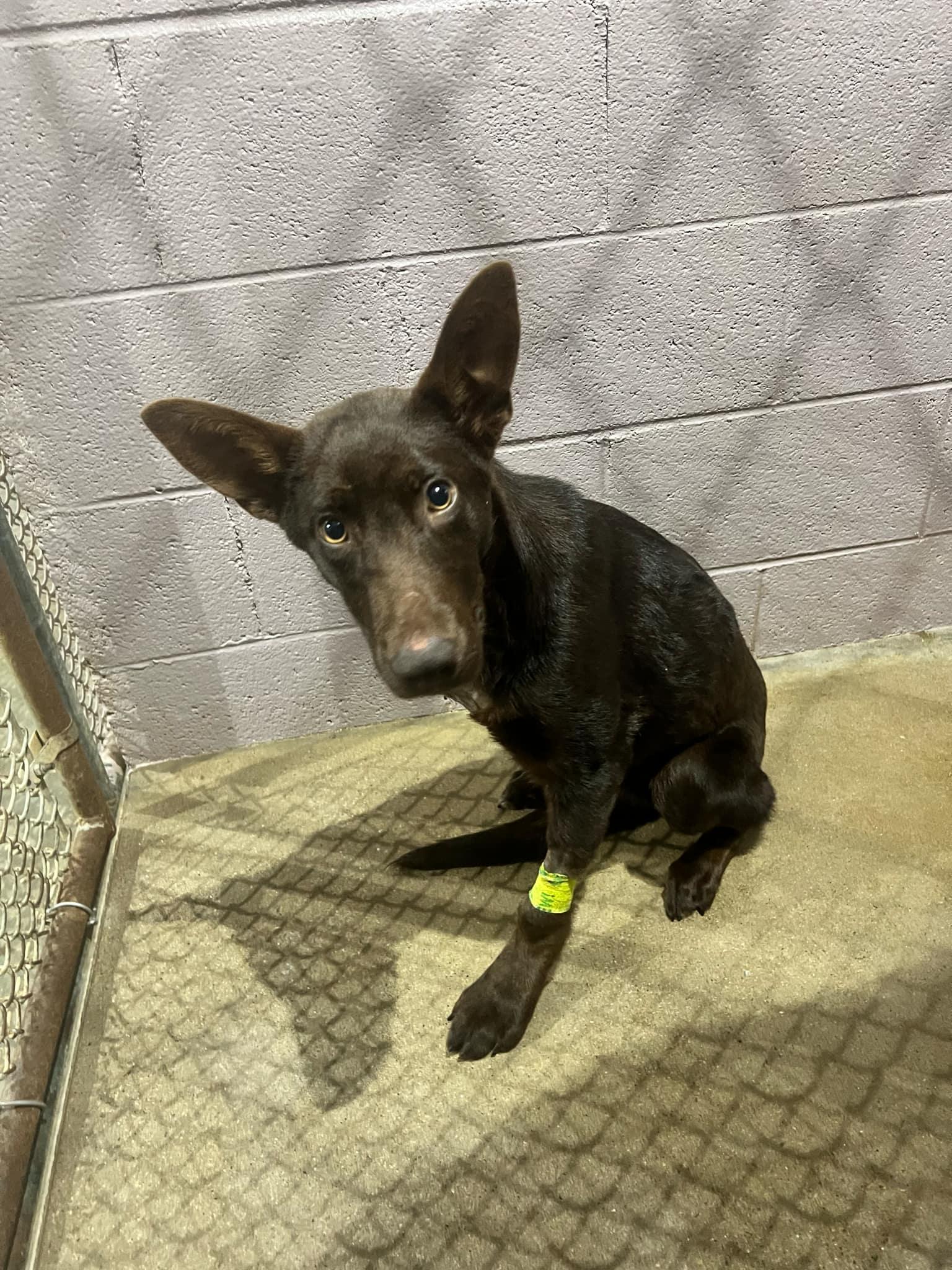 Enlarge Harris Teeters, a Adopted mixed breed in Enoree, SC image 5/6