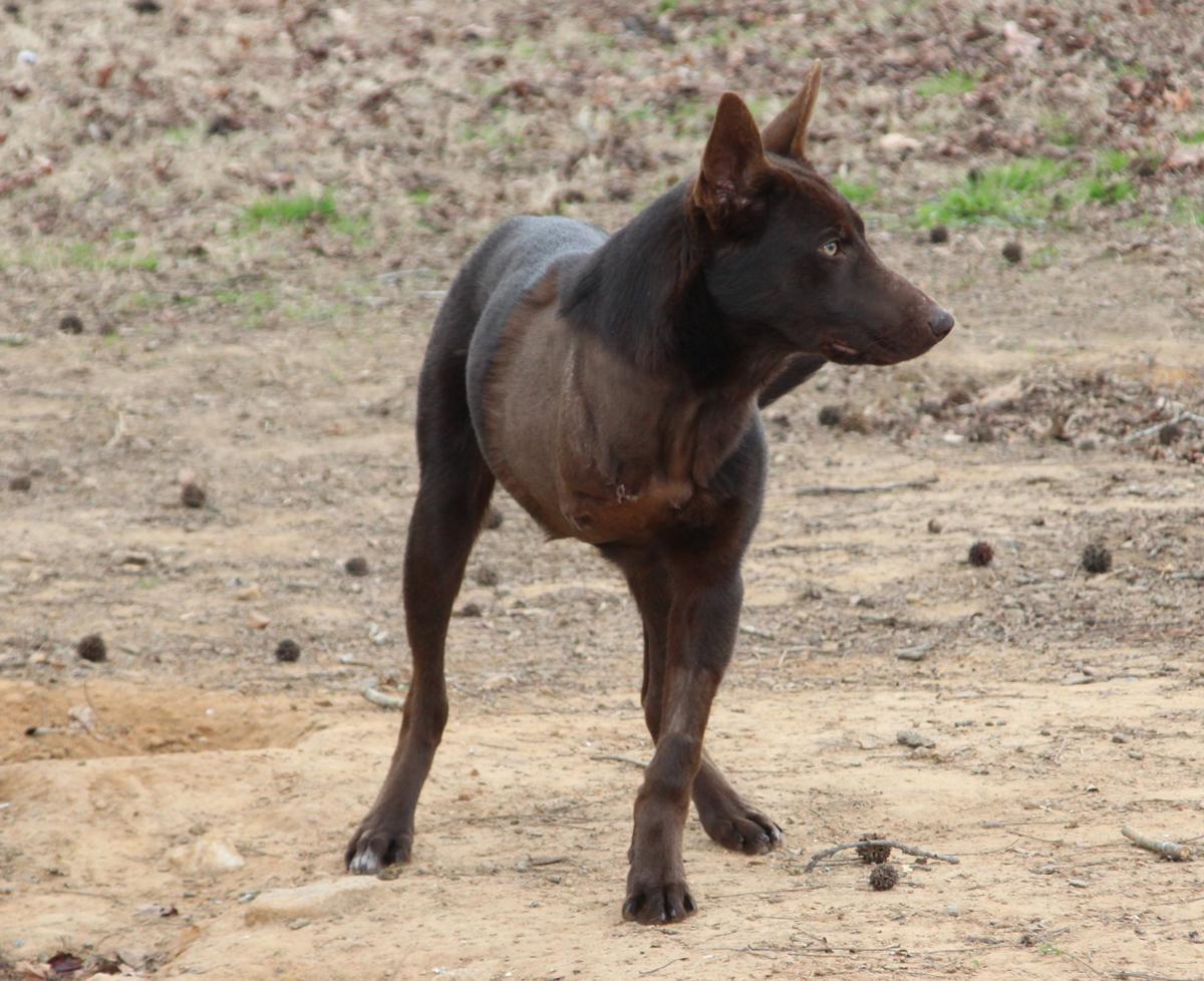 Enlarge Harris Teeters, a Adopted mixed breed in Enoree, SC image 6/6