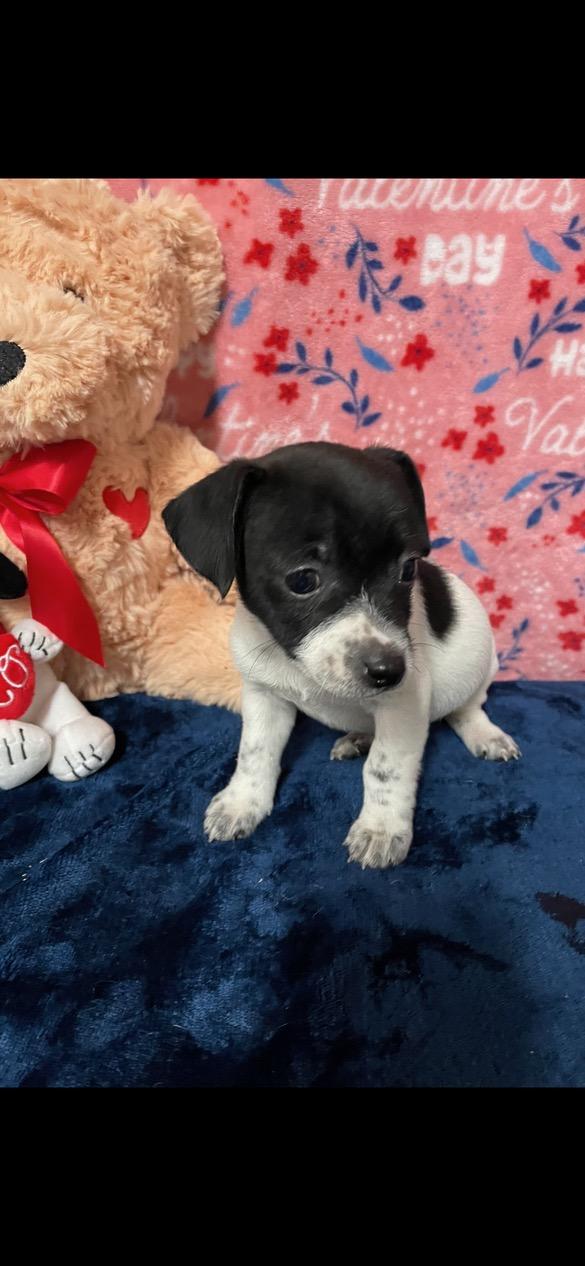Freckles, Adopted, Puppy Female Jack Russell Terrier.