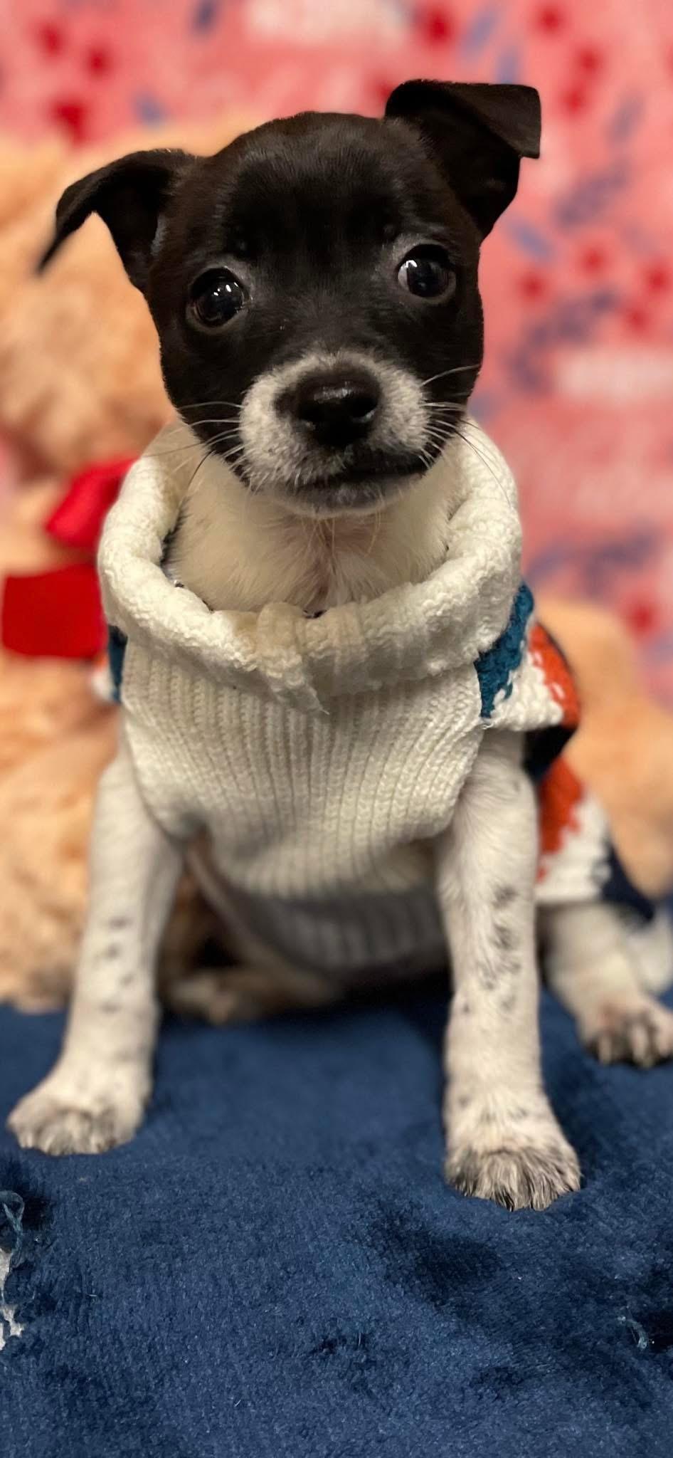 Freckles, a Adopted Jack Russell Terrier in Lincoln University, PA image 2/3