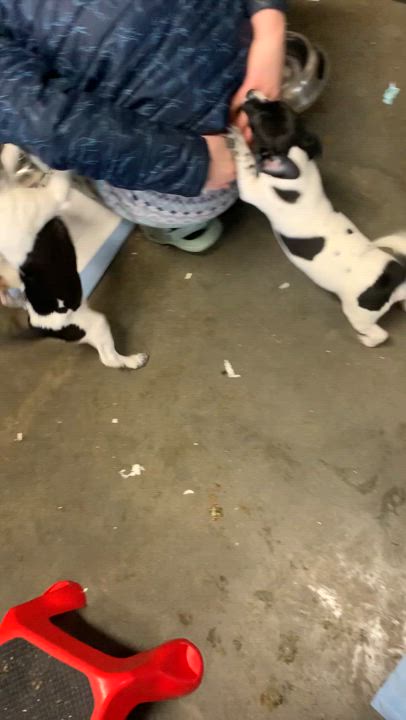 Enlarge Freckles, a Adopted Jack Russell Terrier in Lincoln University, PA video 3/3