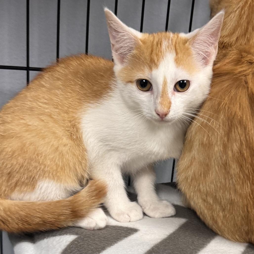 Judd Nelson, Adoptable, Kitten Male Domestic Short Hair.