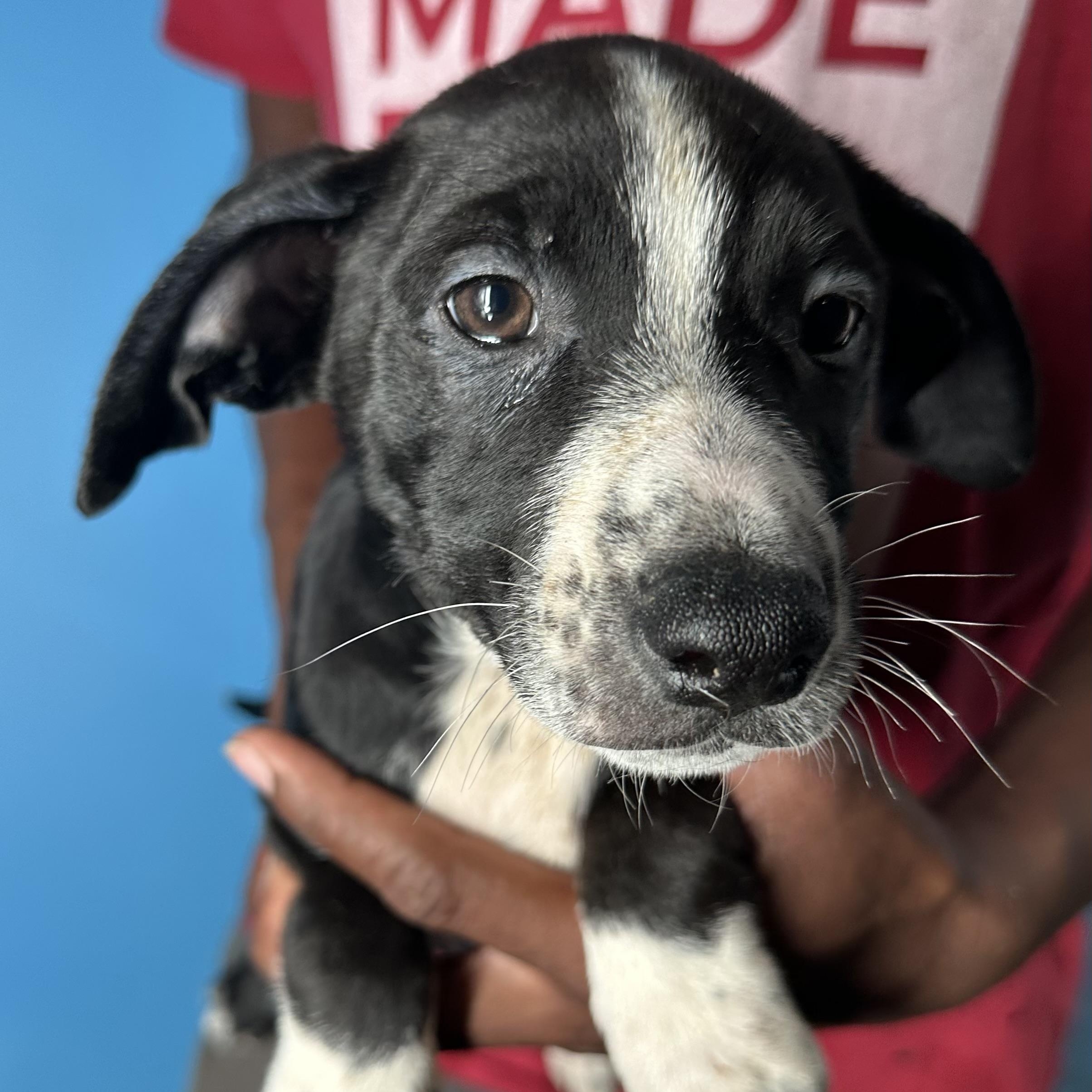 Enlarge Jasper - Local April 10-12, a ADOPTABLE mixed breed in Westerly, RI image 6/6