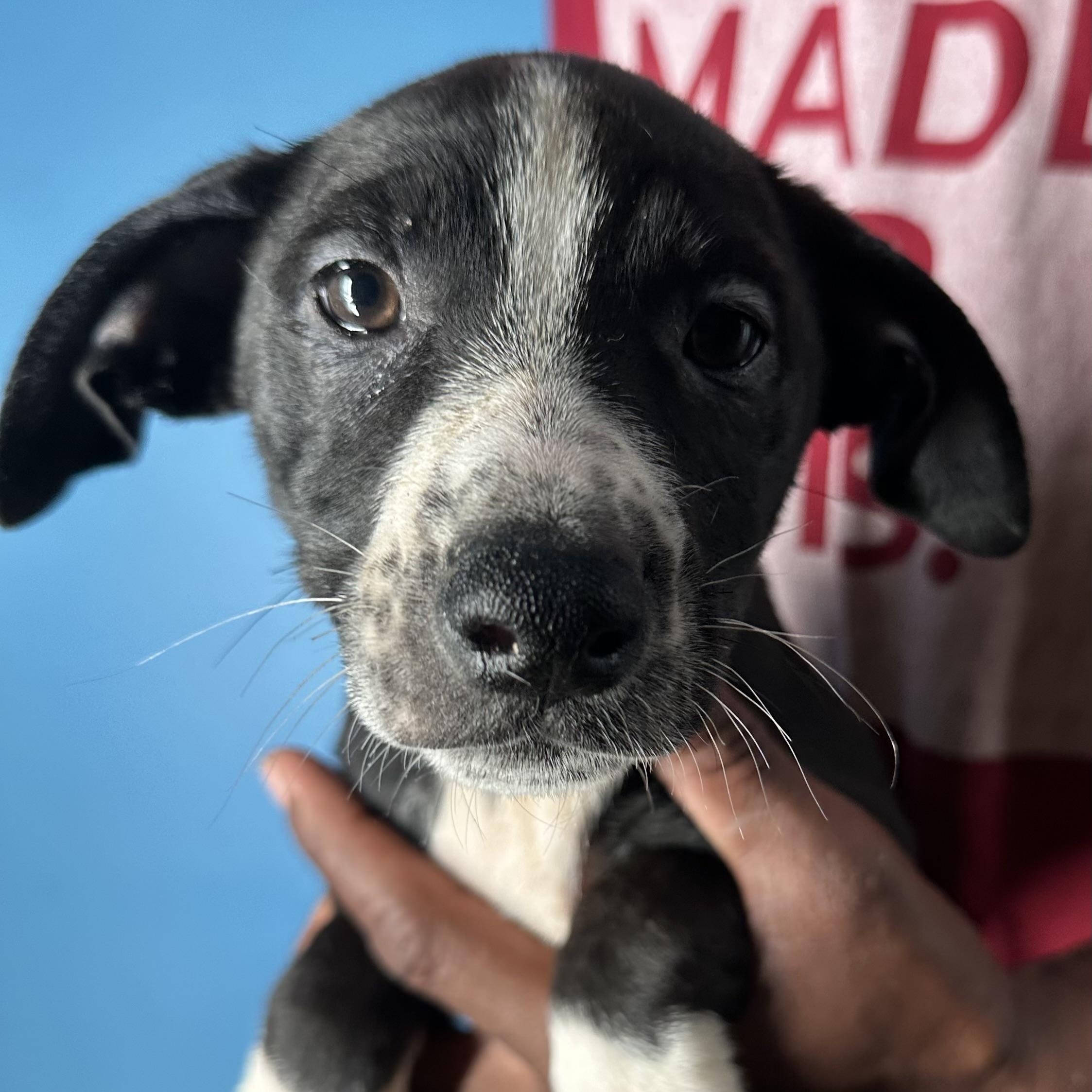 Enlarge Jasper - Local April 10-12, a ADOPTABLE mixed breed in Westerly, RI image 2/6