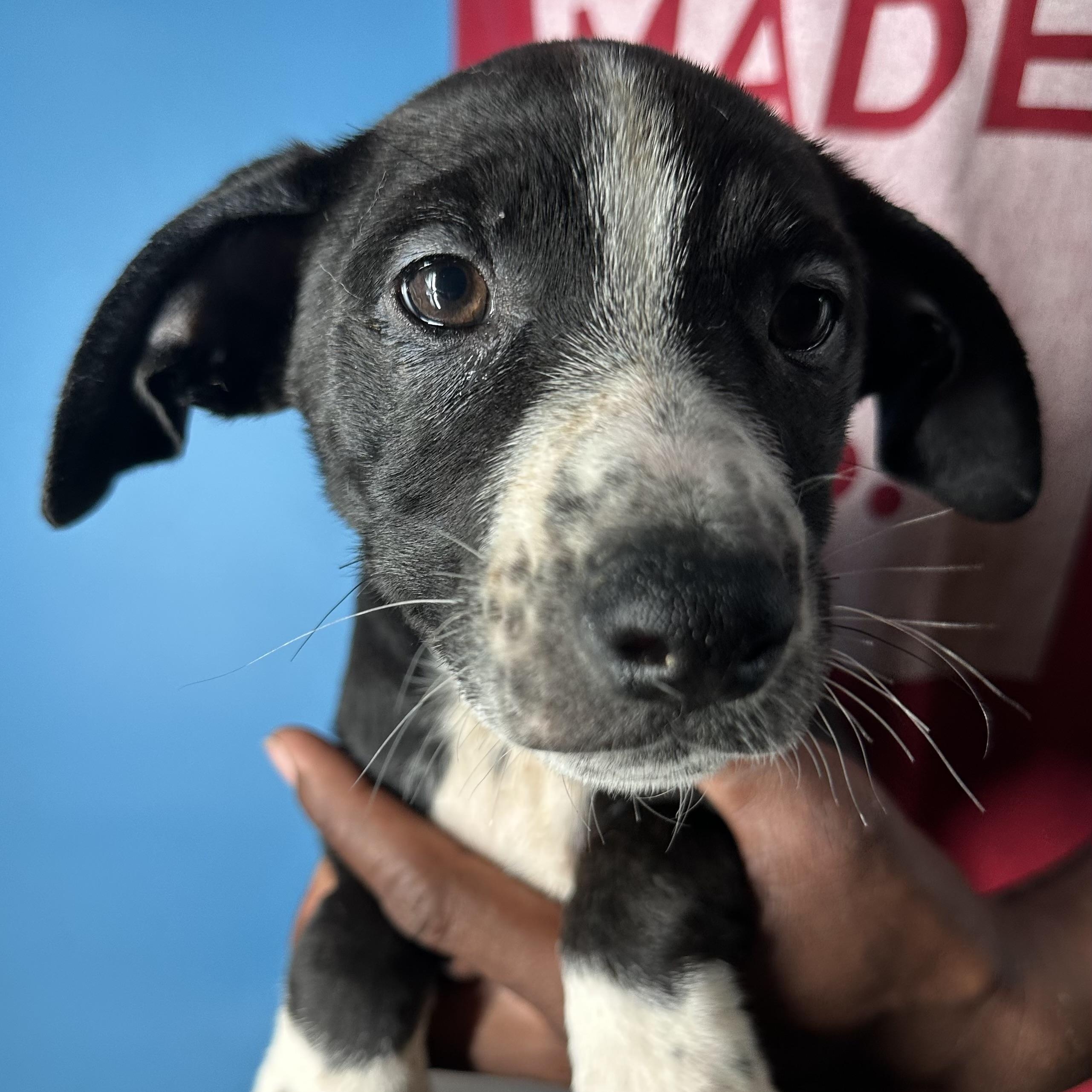 Enlarge Jasper - Local April 10-12, a ADOPTABLE mixed breed in Westerly, RI image 1/6