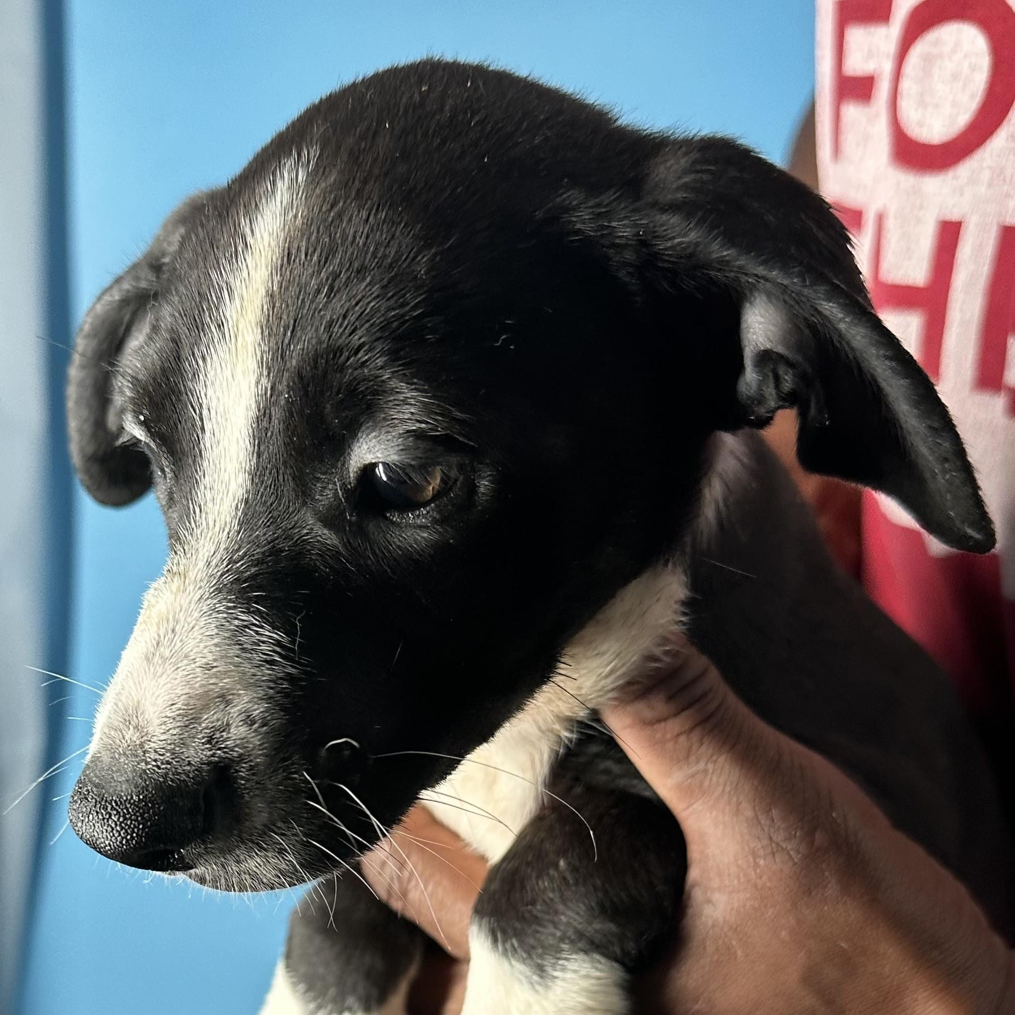 Enlarge Jasper - Local April 10-12, a ADOPTABLE mixed breed in Westerly, RI image 3/6