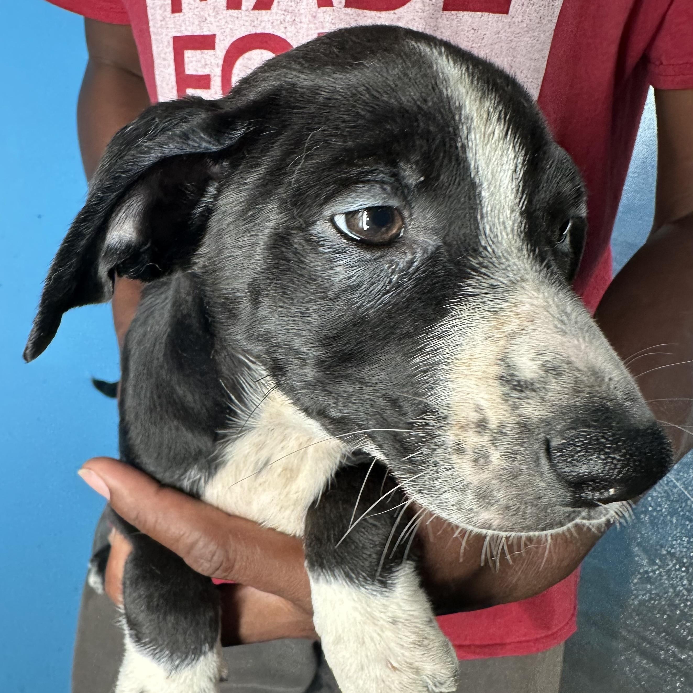 Enlarge Jasper - Local April 10-12, a ADOPTABLE mixed breed in Westerly, RI image 5/6