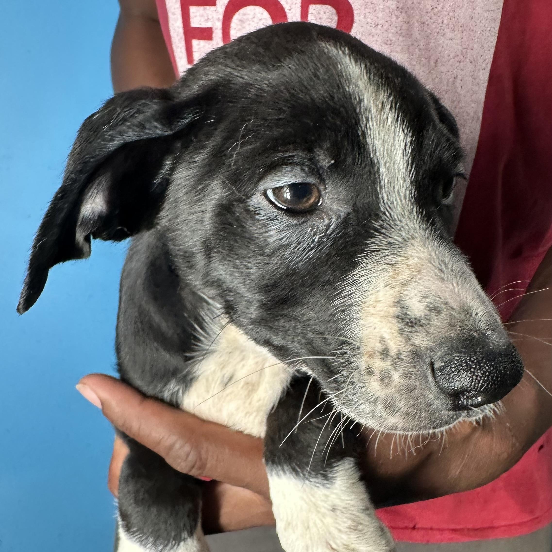 Enlarge Jasper - Local April 10-12, a ADOPTABLE mixed breed in Westerly, RI image 4/6