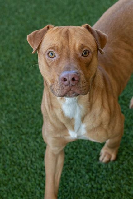Enlarge DEVIN, a Adoptable mixed breed in Baytown, TX image 1/1