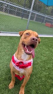 DEVIN, Adoptable, Young Male Labrador Retriever & Pit Bull Terrier.