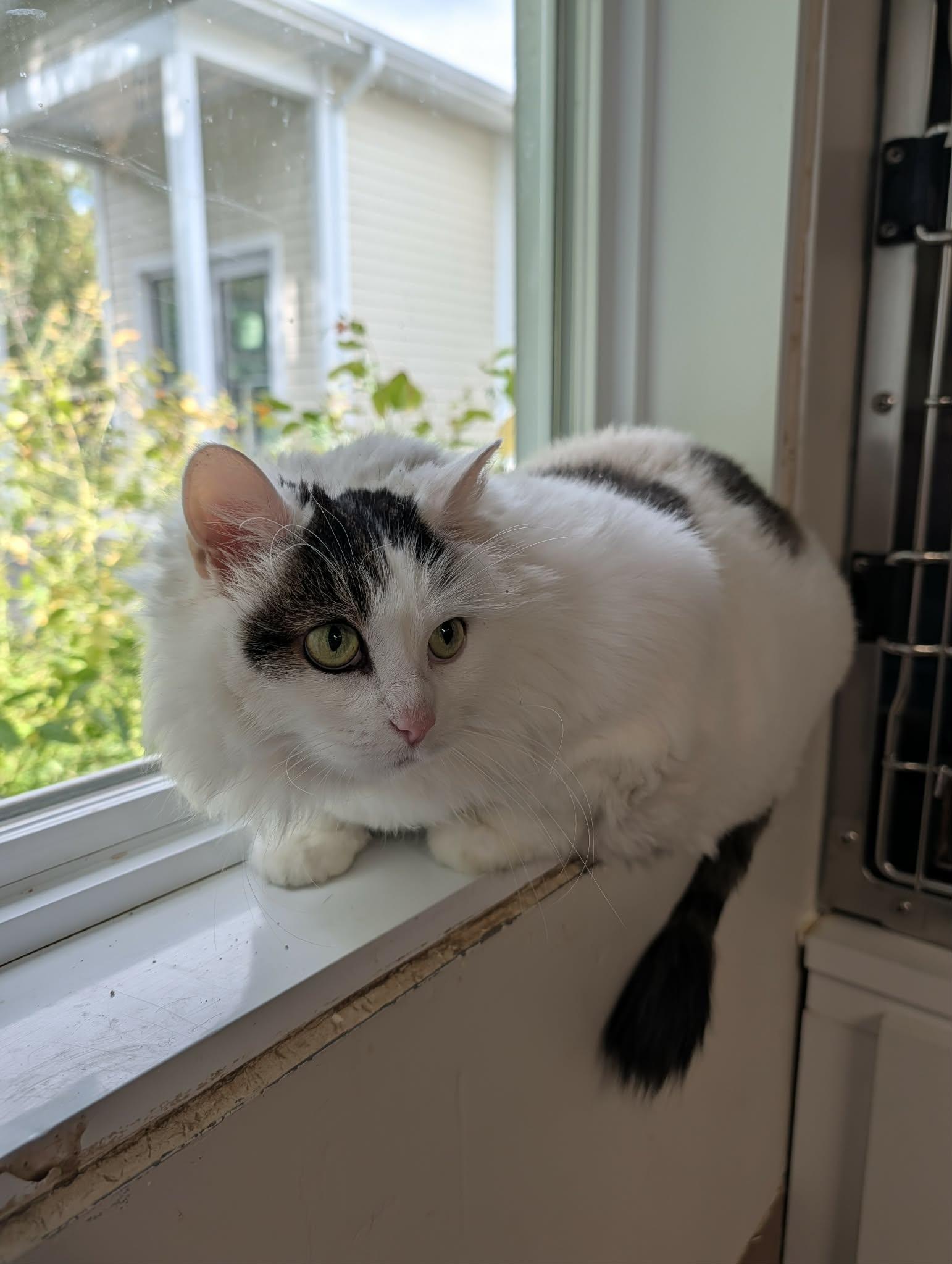 Enlarge NEIGE (CR/SC), a Adoptable Domestic Long Hair in Sainte-Angele-de-Monnoir, QC image 5/6