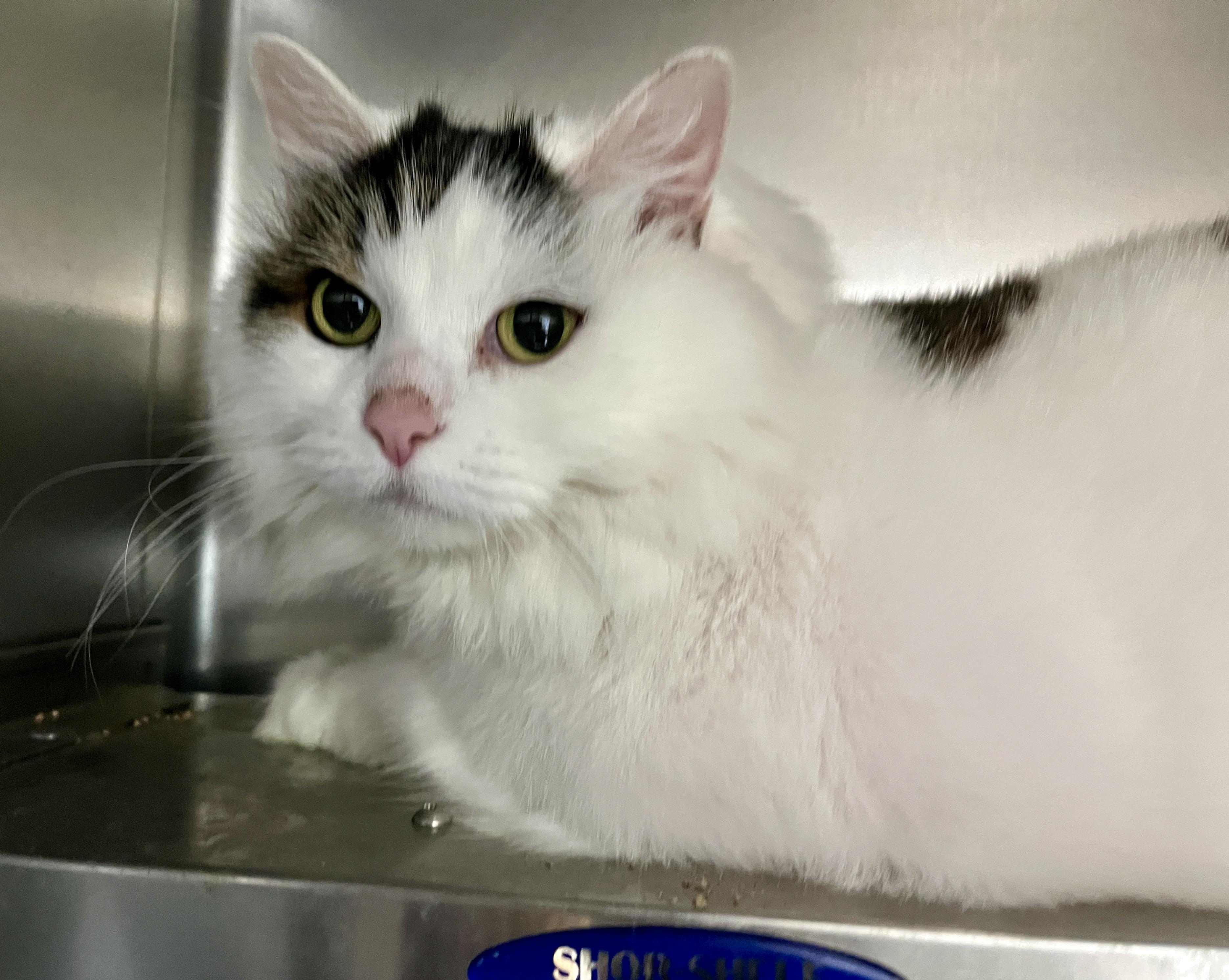 Enlarge NEIGE (CR/SC), a Adoptable Domestic Long Hair in Sainte-Angele-de-Monnoir, QC image 4/6
