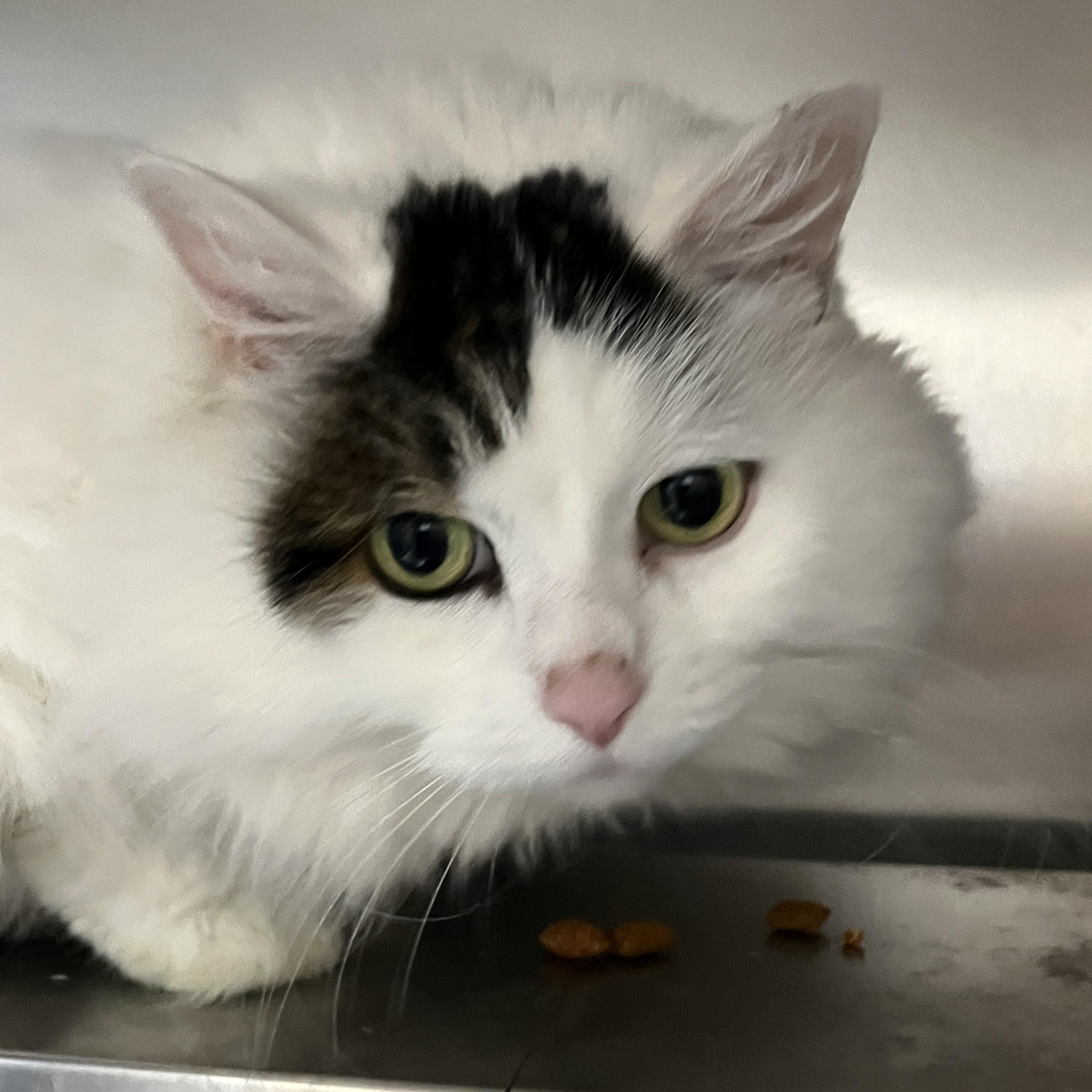 Enlarge NEIGE (CR/SC), a Adoptable Domestic Long Hair in Sainte-Angele-de-Monnoir, QC image 1/6