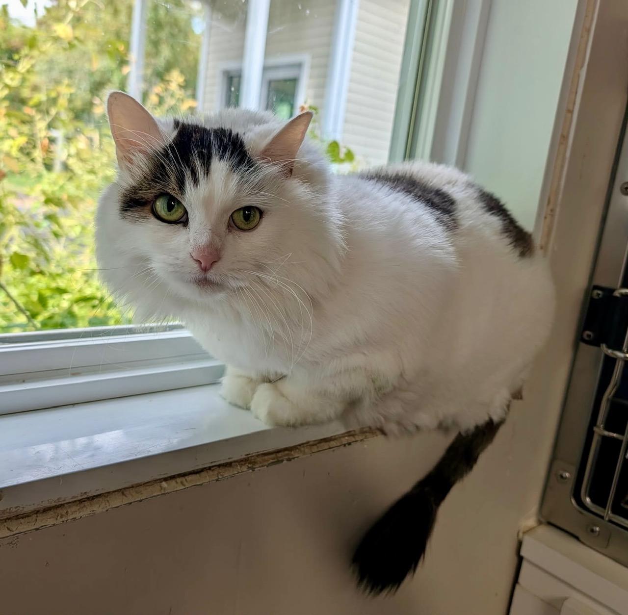 Enlarge NEIGE (CR/SC), a Adoptable Domestic Long Hair in Sainte-Angele-de-Monnoir, QC image 2/6