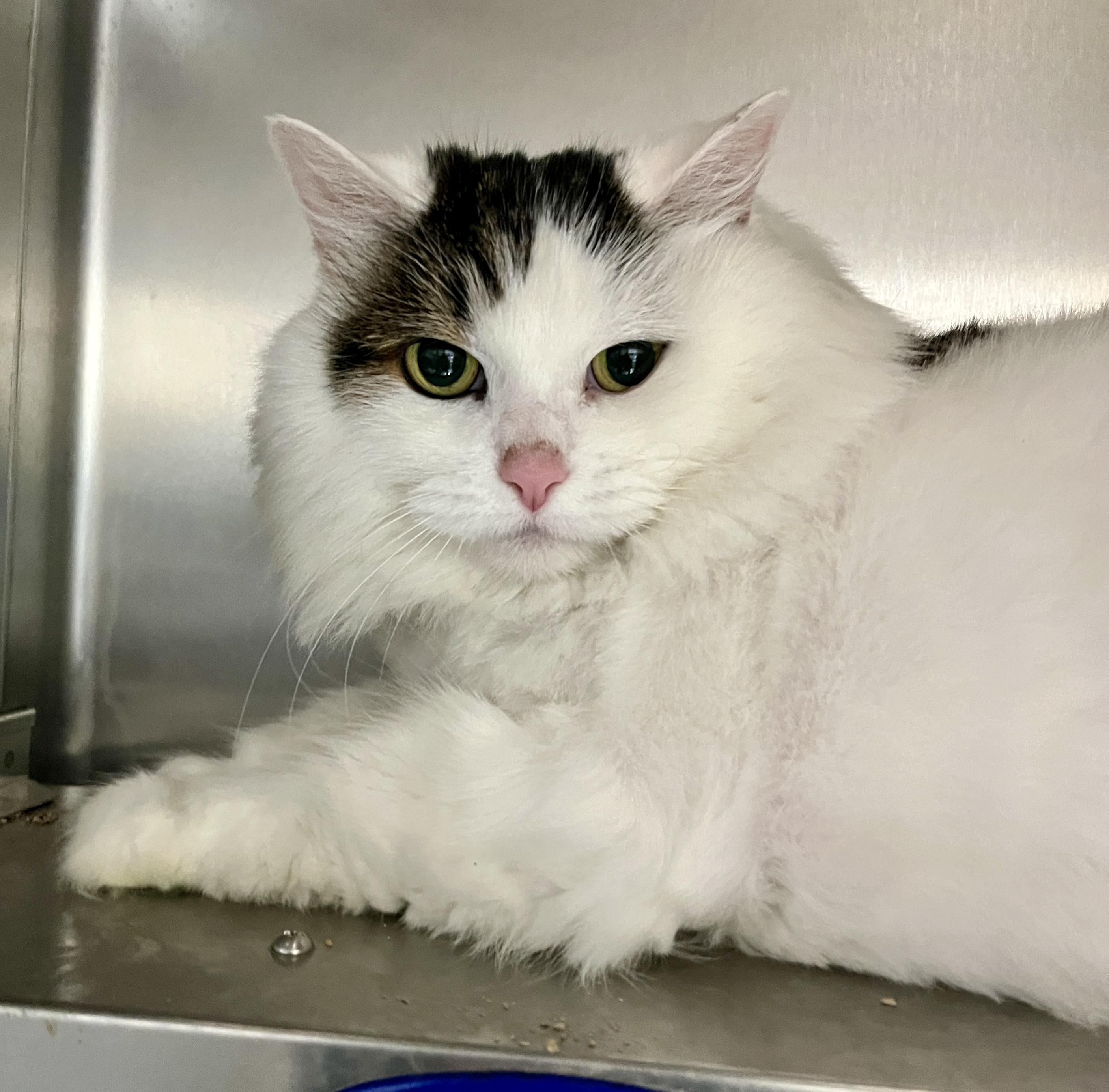 Enlarge NEIGE (CR/SC), a Adoptable Domestic Long Hair in Sainte-Angele-de-Monnoir, QC image 3/6