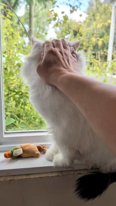 Enlarge NEIGE (CR/SC), a Adoptable Domestic Long Hair in Sainte-Angele-de-Monnoir, QC video 6/6
