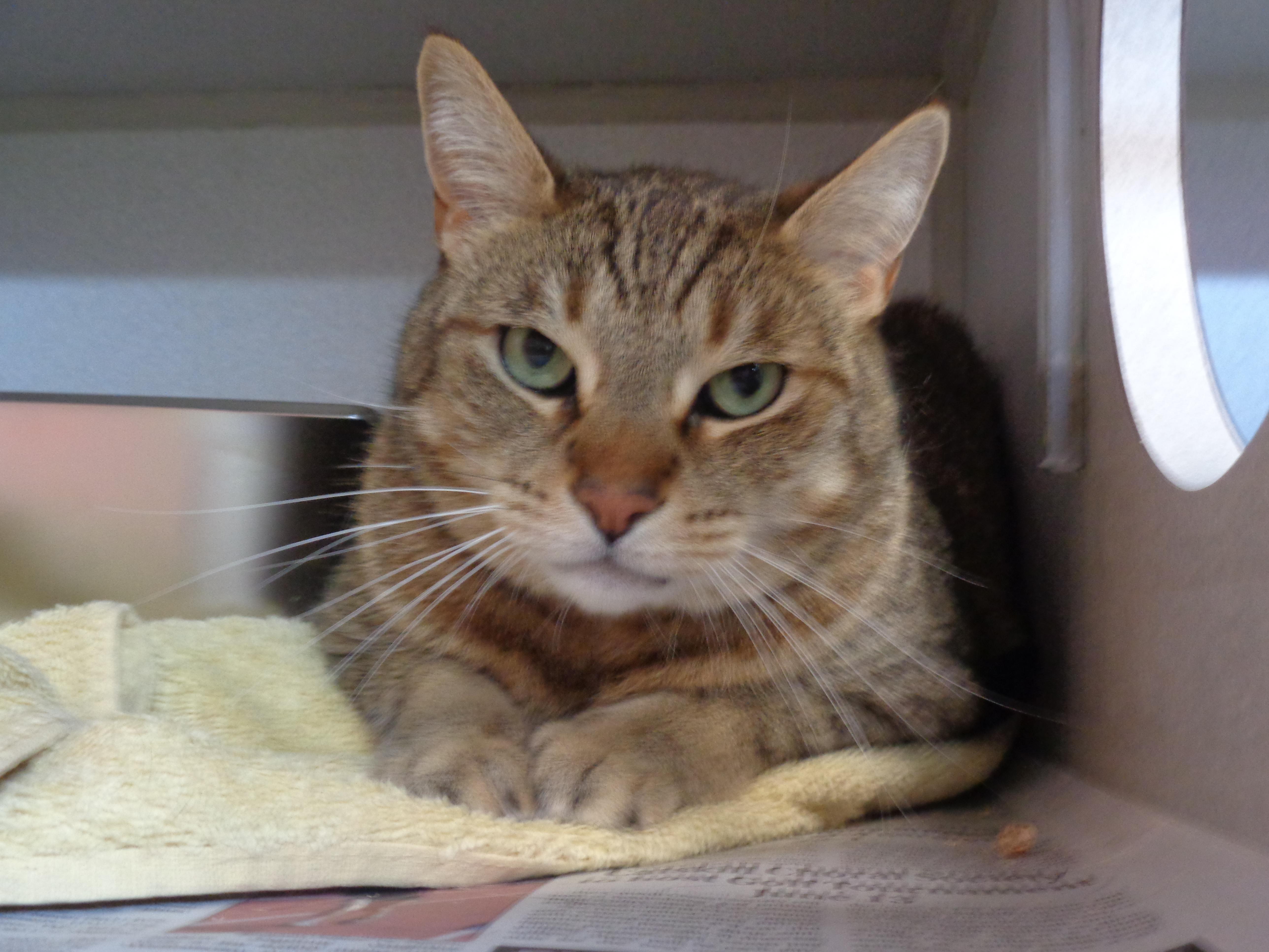 ROCKY, Adult Male Tiger