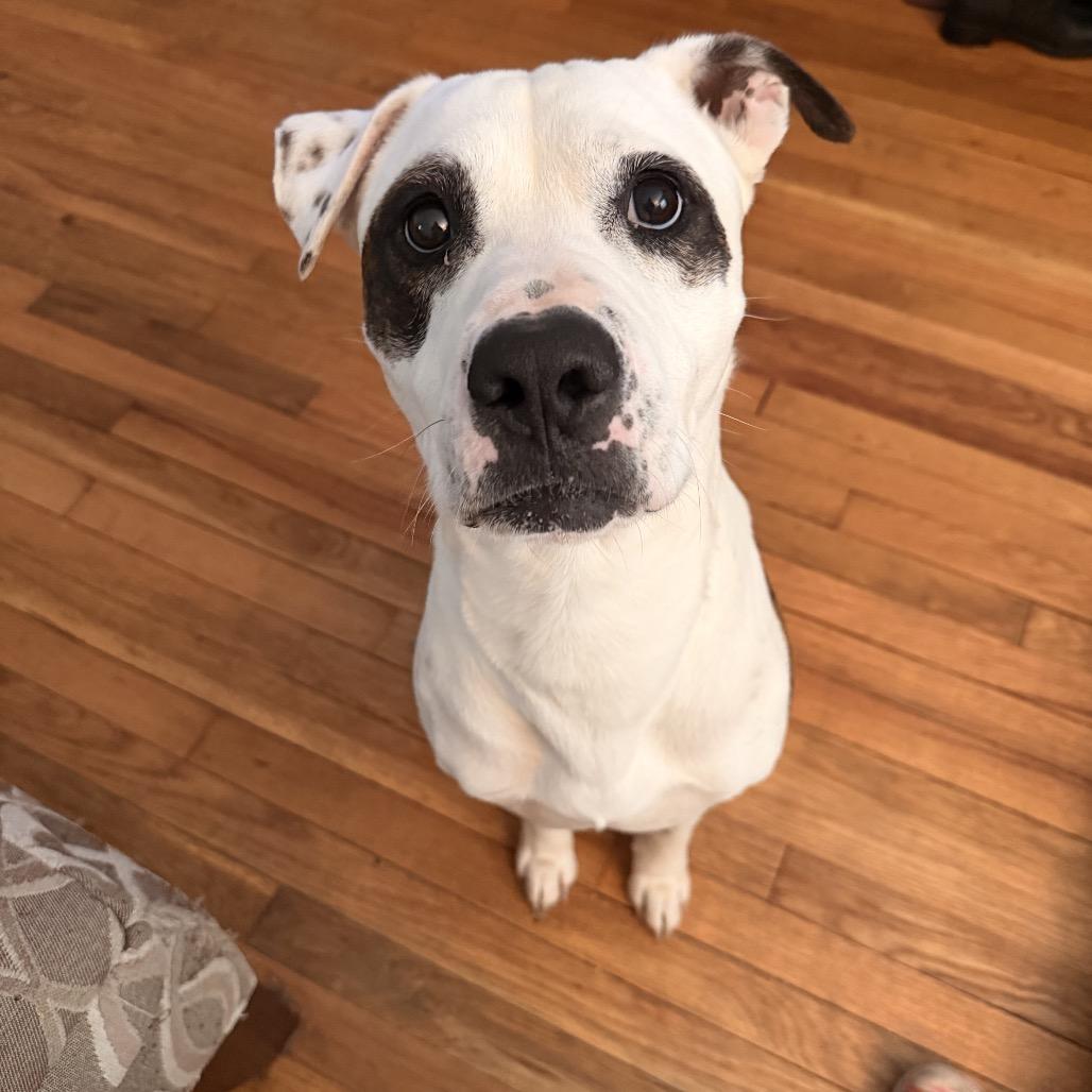 Hashtag, a Adoptable Mixed Breed in Winston-Salem, NC image 1/6