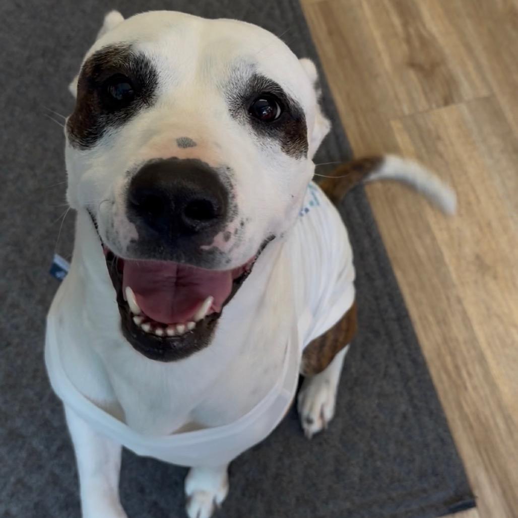 Hashtag, a Adoptable Mixed Breed in Winston-Salem, NC image 2/6