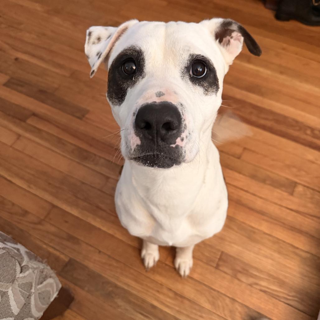 Hashtag, a Adoptable Mixed Breed in Winston-Salem, NC image 3/6