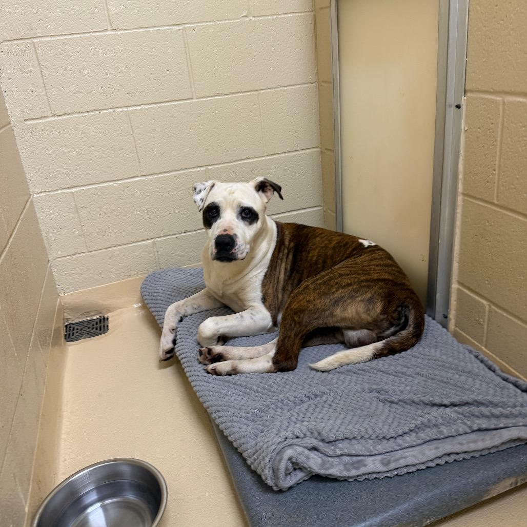 Enlarge Hashtag, a Adoptable Mixed Breed in Winston-Salem, NC image 1/1